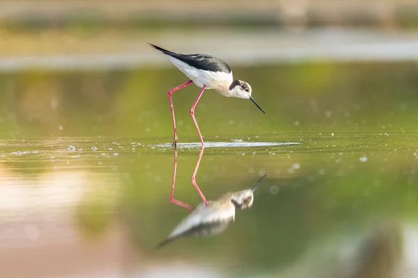 Svart winged stilt återspeglar — Stockfoto