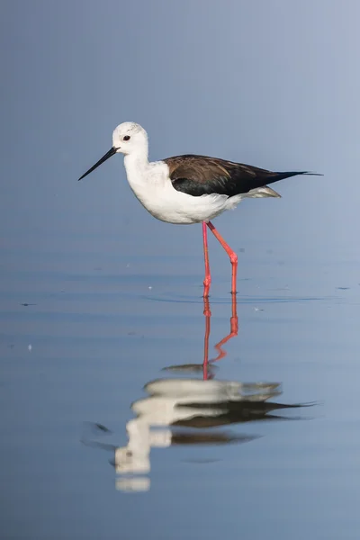 Czarny skrzydlaty stilt — Zdjęcie stockowe