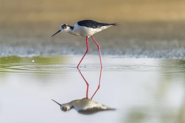 Black winged stilt — Stock Photo, Image