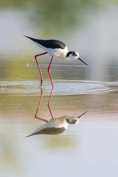 Svart winged stilt — Stockfoto