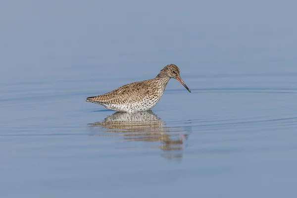 Ruff on a Pond — Stock Photo, Image