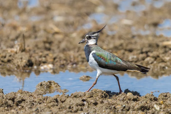 Northern Lapwing on a pond — Stock Photo, Image