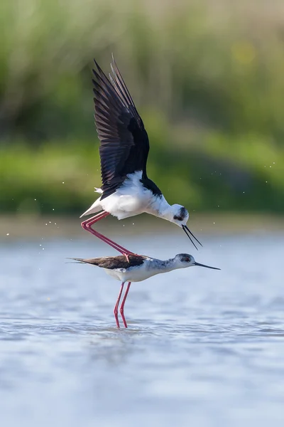 Två svarta winged Stilt parning — Stockfoto