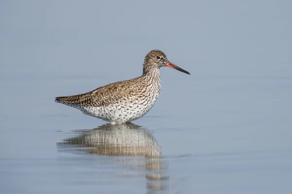 Ruff on a Pond — Stock Photo, Image