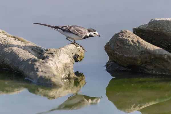 White Wagtail on a rock — Stock Photo, Image