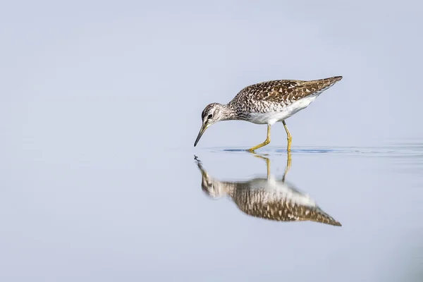 Green Sandpiper reflecting — Stock Photo, Image