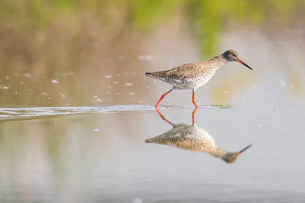 Female Ruff Reflecting — Stock Photo, Image