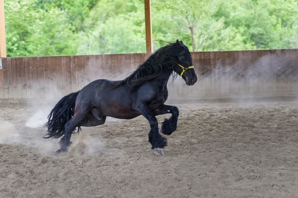 Black freisian Horse — Stock Photo, Image