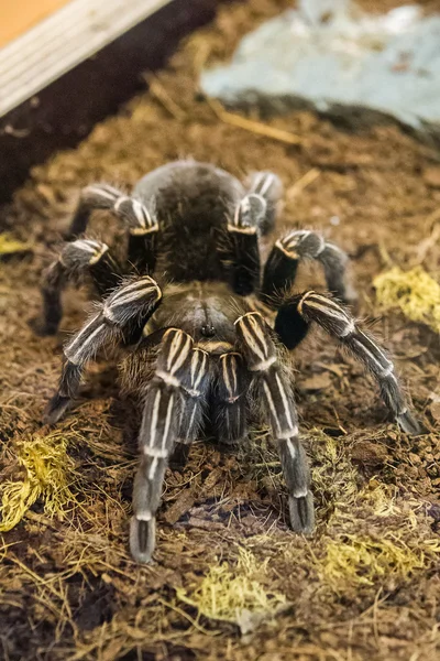 Costarican zebra tarantula — Stok fotoğraf