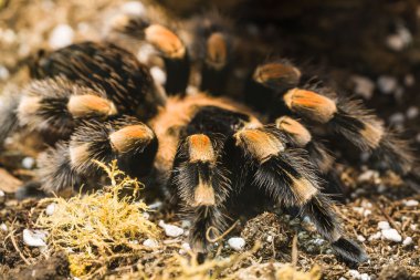 Meksika tarantulası