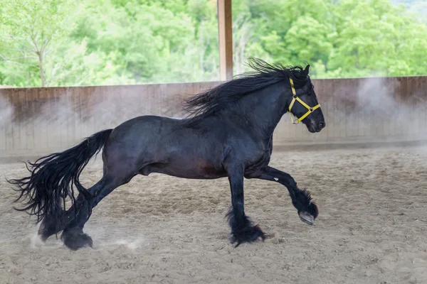 Black freisian Horse — Stock Photo, Image