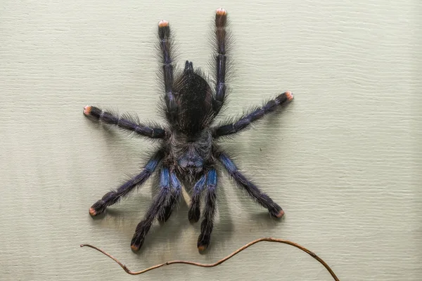 Giftiga Whitetoe Tarantula — Stockfoto