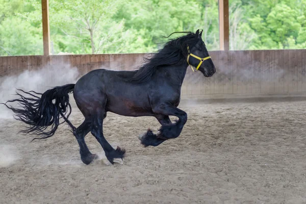 Black freisian Horse — Stock Photo, Image