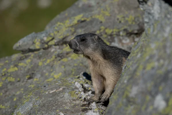 Marmota alpina — Fotografia de Stock