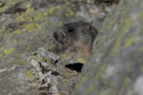 Marmota alpina — Fotografia de Stock