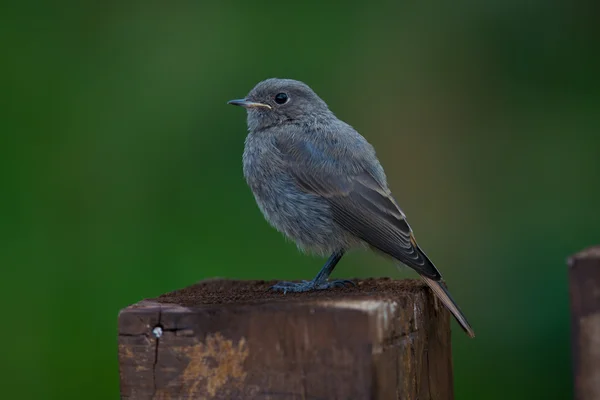 Young Black Redstart — Stock Photo, Image