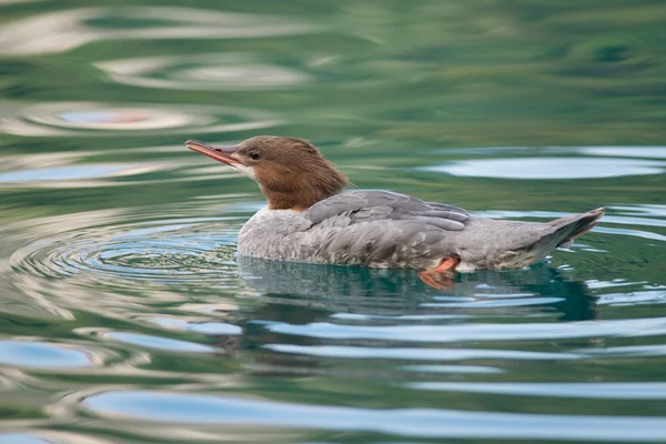 Female Goosander — Stock Photo, Image