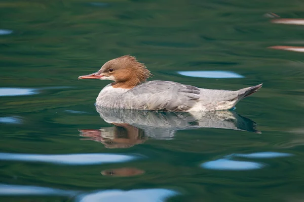 Female Goosander — Stock Photo, Image