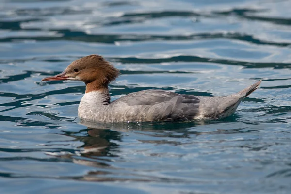 Female Goosander — Stock Photo, Image