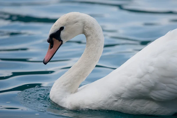 Mute Swan — Stock Photo, Image