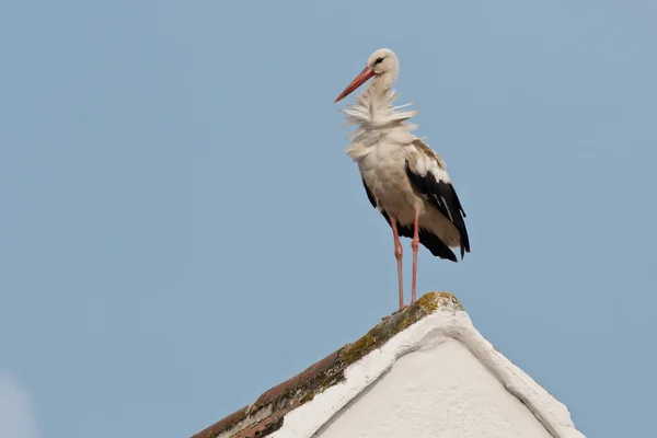 Beyaz leylek bir çatı üzerinde — Stok fotoğraf