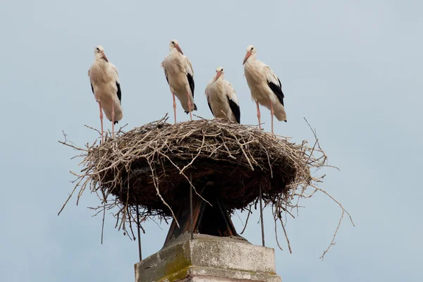 Vit stork i boet — Stockfoto