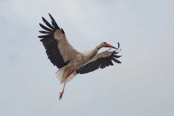 Cegonha branca voando — Fotografia de Stock