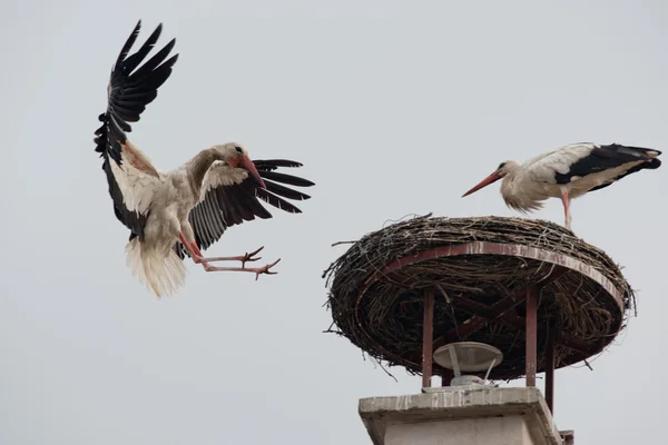 White Stork flying — Stock Photo, Image
