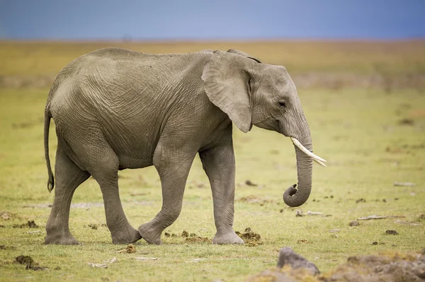 Olifant lopen — Stockfoto