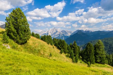 Dolomites'in ormanda
