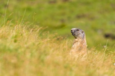 Dolomites'in köstebek