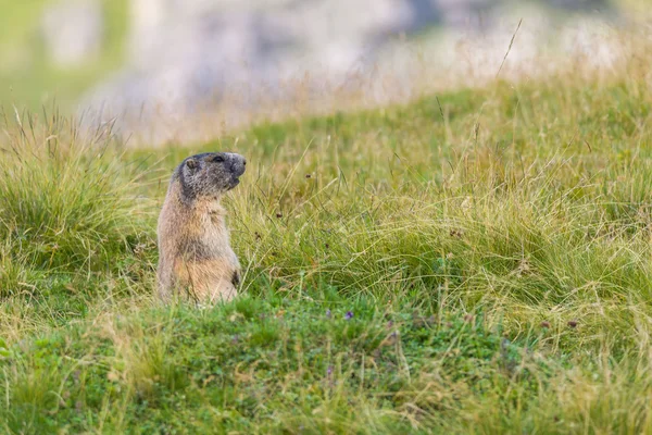 Groundhog i Dolomiterna — Stockfoto