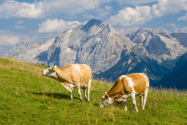 Mucca su un prato — Foto Stock