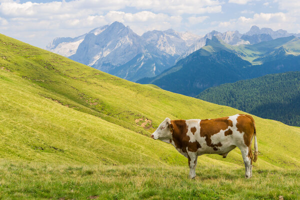 Cow on the grass in the Dolomites