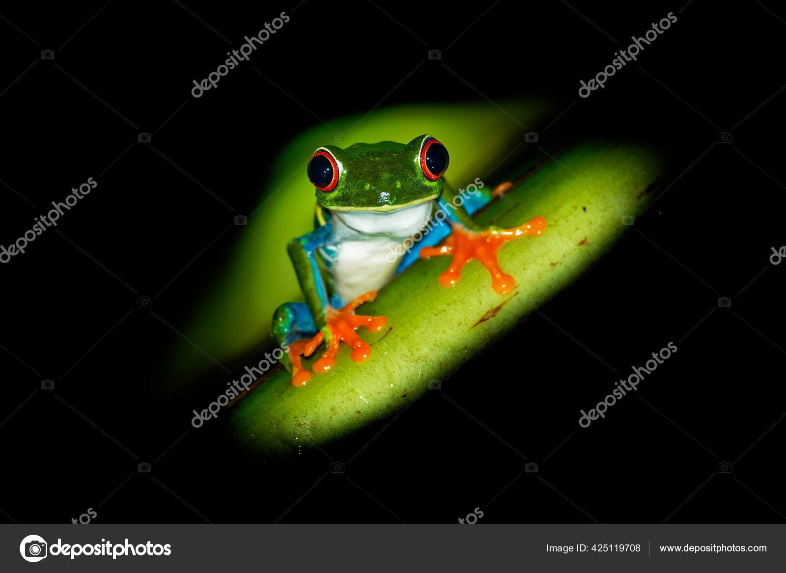 赤目カエル写真素材 ロイヤリティフリー赤目カエル画像 Depositphotos 赤目カエル写真素材 ロイヤリティフリー赤目カエル画像 Depositphotos