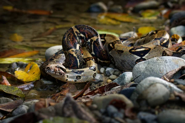 Boa Constrictor -  called the red-tailed boa or the common boa, is a species of large, non-venomous, heavy-bodied snake that is frequently kept and bred in captivity.