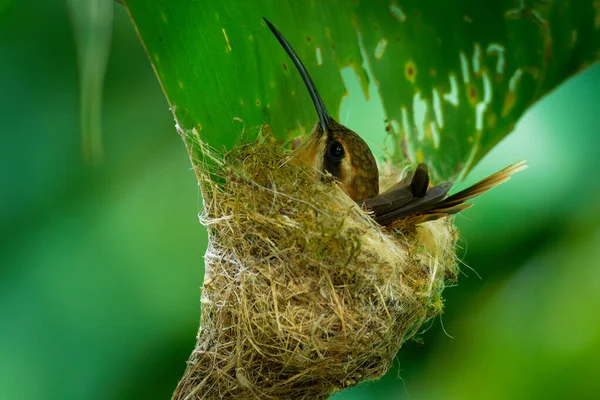 Stripe-throated hermit (Phaethornis striigularis) species of hummingbird from Central America and South America, fairly common small bird nesting in the nest built on the edge of the green palm leaf.