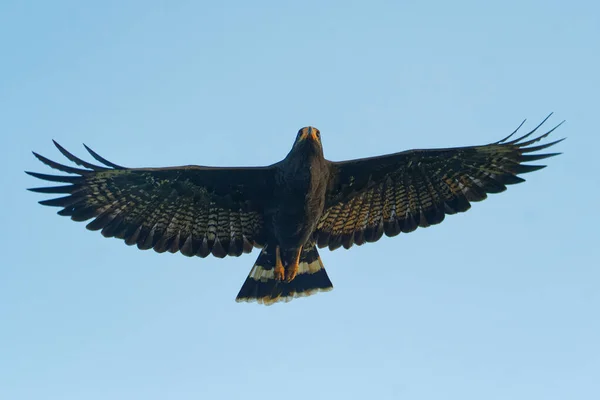 Common Black Hawk - Buteogallus anthracinus  a big dark bird of prey in the family Accipitridae, formerly Cuban black-hawk (Buteogallus gundlachii) as a subspecies, sitting on the tree, flying.