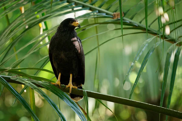 Common Black Hawk - Buteogallus anthracinus  a big dark bird of prey in the family Accipitridae, formerly Cuban black-hawk (Buteogallus gundlachii) as a subspecies, sitting on the tree, flying.