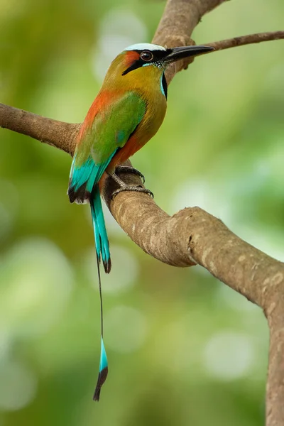 Turquoise-browed motmot - Eumomota superciliosa also Torogoz, colourful tropical bird Momotidae with long tail, Central America from south-east Mexico to Costa Rica.