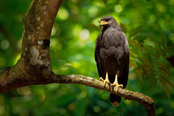 Common Black Hawk - Buteogallus anthracinus  a big dark bird of prey in the family Accipitridae, formerly Cuban black-hawk (Buteogallus gundlachii) as a subspecies, sitting on the tree.