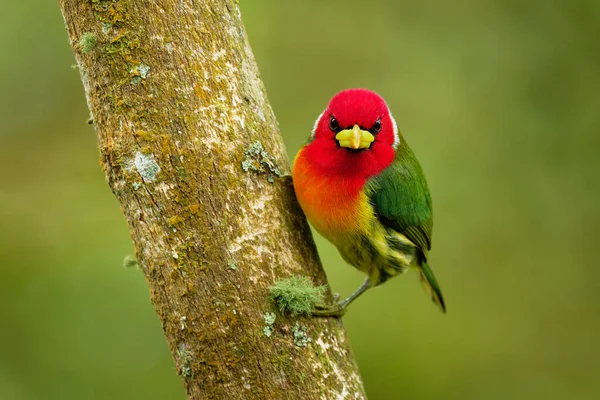 Red-headed Barbet - Eubucco bourcierii colorful bird in the family Capitonidae, found in humid highland forest in Costa Rica and Panama, Andes in western Venezuela, Colombia, Ecuador and Peru.