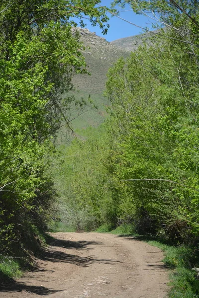 Ağaçlar arasında toprak yol, dağın yanında.