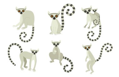 Farklı pozlarda lemurlar. Makao ve Afrika 'nın egzotik sevimli hayvanları. Düz biçimli vektör illüstrasyonu