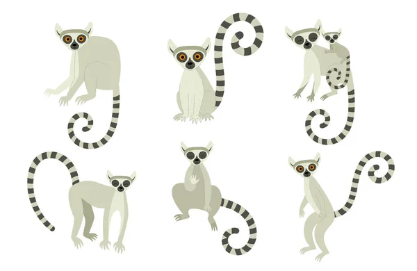 Farklı pozlarda lemurlar. Makao ve Afrika 'nın egzotik sevimli hayvanları. Düz biçimli vektör illüstrasyonu