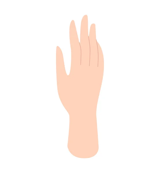 Mão de mulher. Mãos humanas, palmas das mãos, parte do corpo. Ilustração vetorial em estilo plano isolado sobre fundo branco. — Vetor de Stock