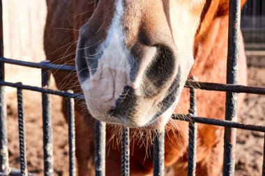 At, bir çiftlikteki çitlere burnunu sokmuş.