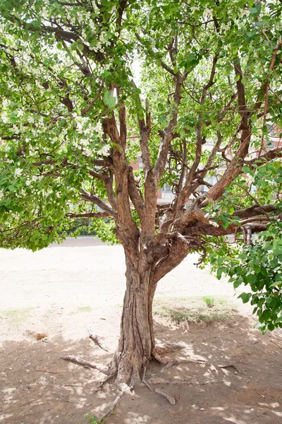 Ein Baum mit dichtem Laub und Wurzeln — Stockfoto