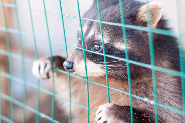 Raccoon looks through lattice — Stock Photo, Image