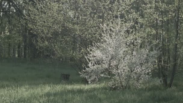 Primavera Natureza, Árvores na primavera — Vídeo de Stock